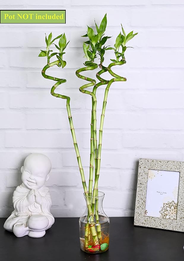 Lucky Bamboo - Plant Only
