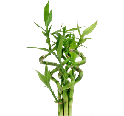 Lucky Bamboo - Plant Only